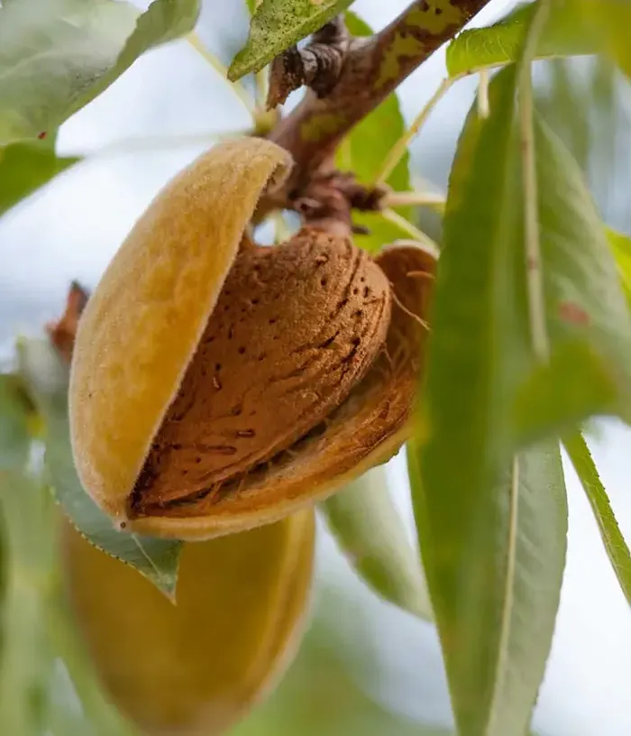 BIO Mandľa (Prunus dulcis) MISSION (SYN.TEXAS) - Tutifruti, s.r.o.