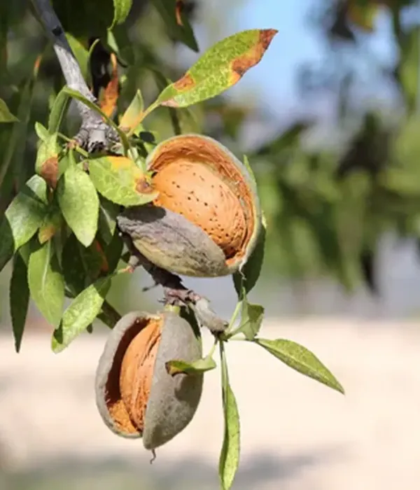 BIO Almond (Prunus dulcis) PENTA