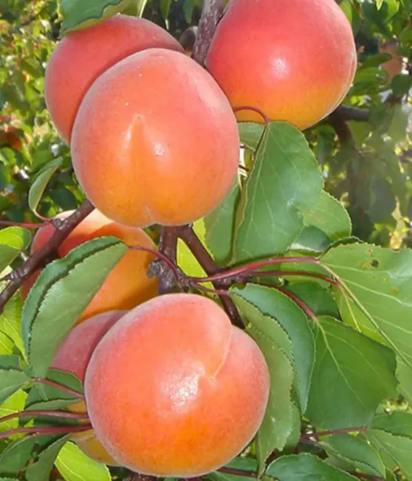 Aprikosenbaum (Prunus armeniaca) BERGEVAL® AVICLO
