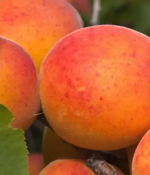 Apricot (Prunus armeniaca) DZINTARS