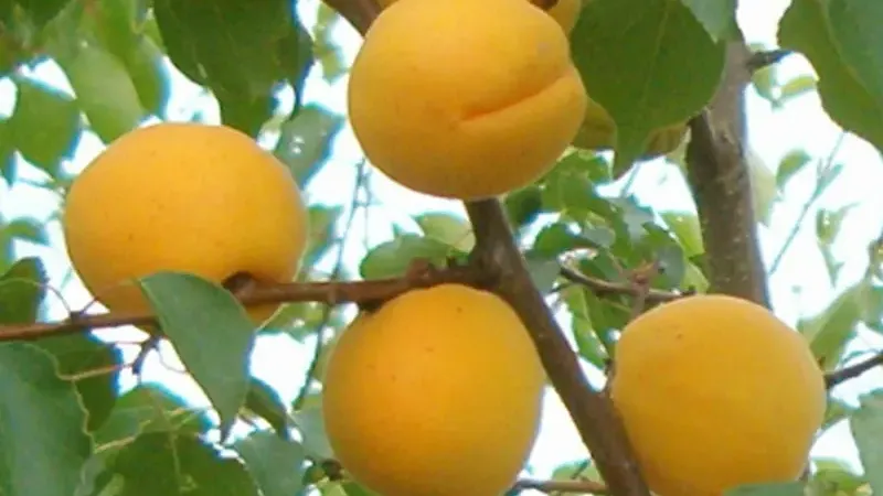Marhule, ktoré porazili mráz aj čas: Ako sa v ľadovom Lotyšsku zrodili odrody s najvyšším obsahom antioxidantov na kontinente