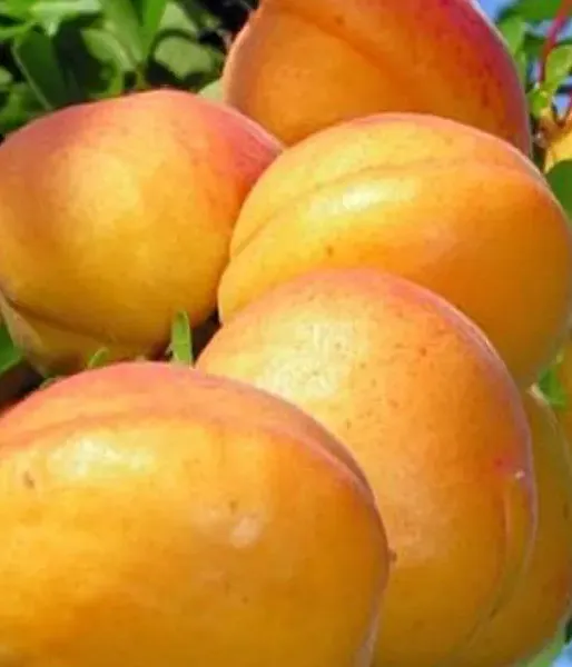 Aprikose (Prunus armeniaca) CARMELA
