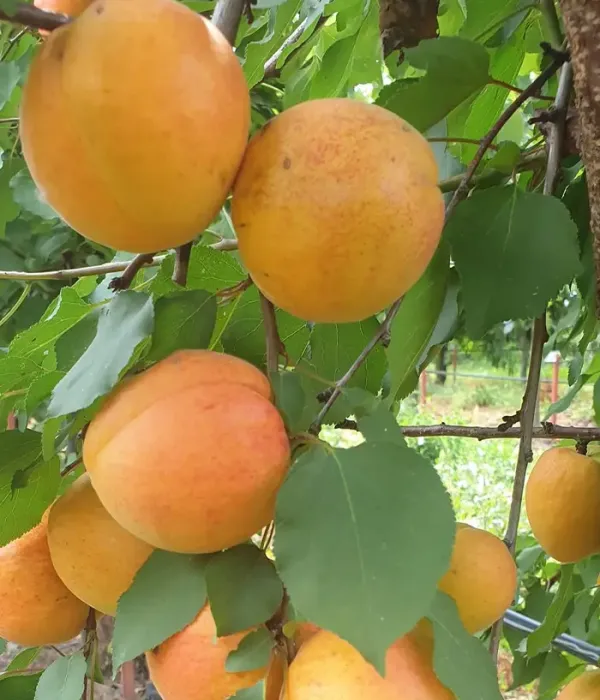 Aprikose (Prunus armeniaca) DACIA