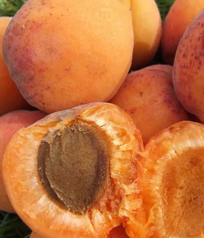 Apricot (Prunus armeniaca) DIMAIJA - Tutifruti, s.r.o.