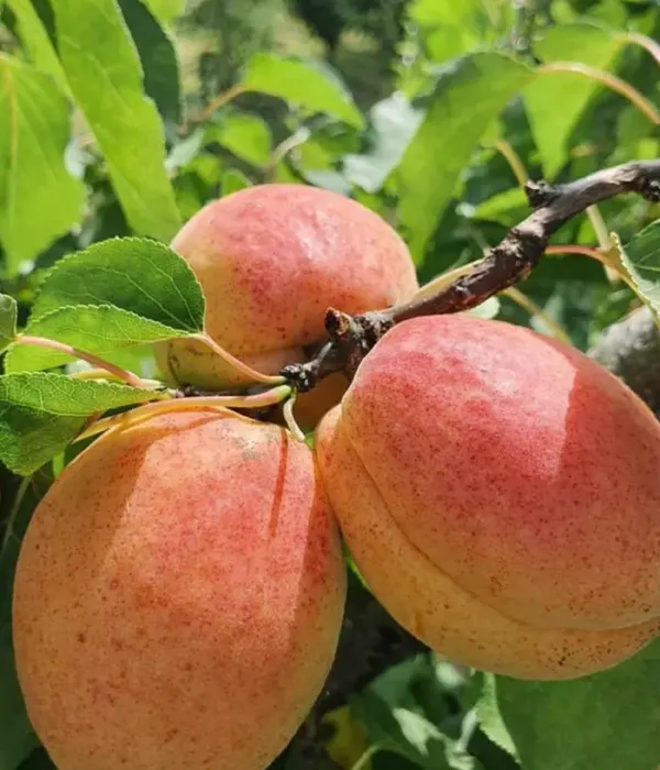 Aprikose (Prunus armeniaca) FAVORIT
