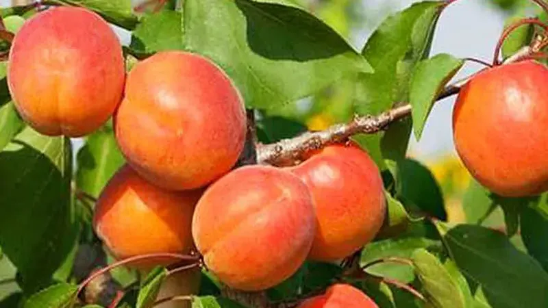 Das Wunder namens Aprikose: Wie ihre Antioxidantien das Altern bekämpfen und ob sie frisch oder getrocknet gesünder ist