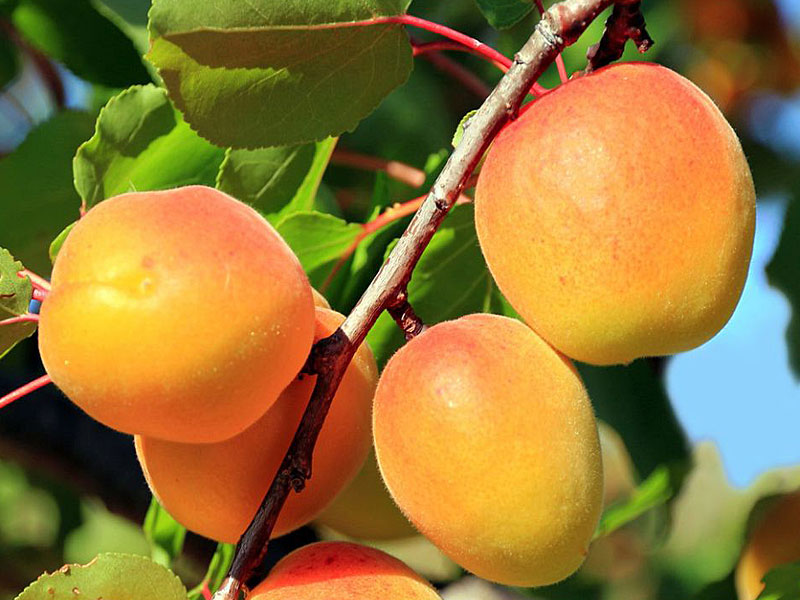 Aprikose (Prunus armeniaca) KRUPNOPLODNYJ DUKI