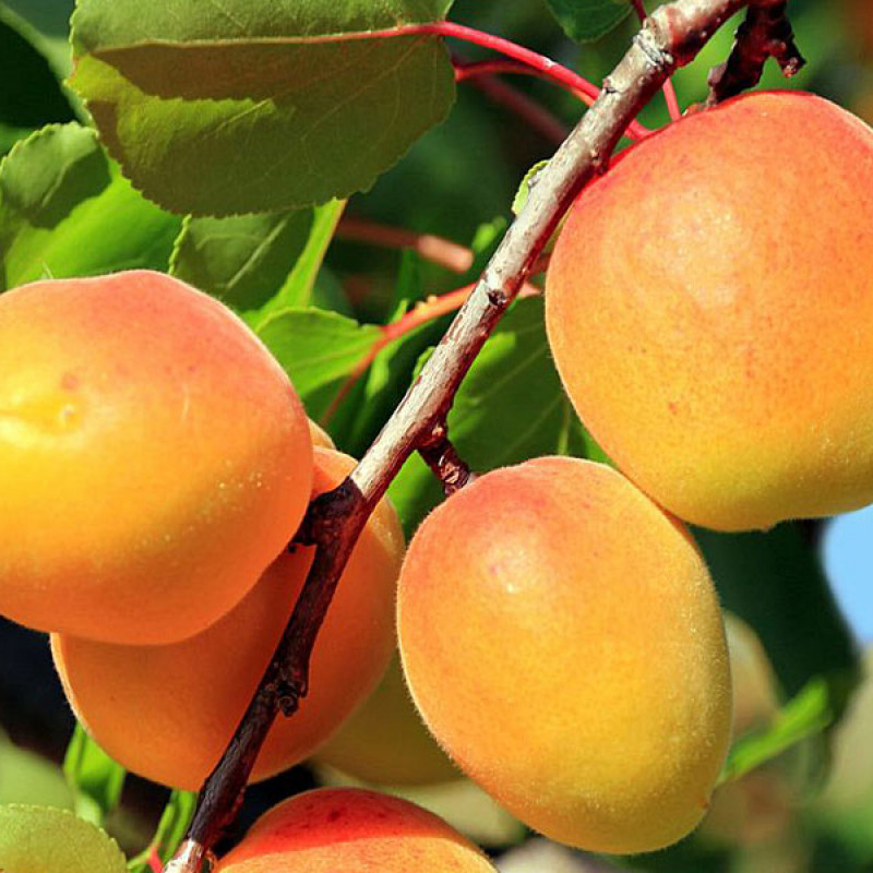 Aprikose (Prunus armeniaca) KRUPNOPLODNYJ DUKI