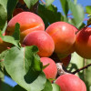 Aprikosenbaum (Prunus armeniaca) HARLAYNE