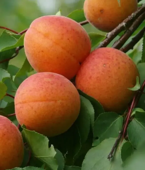 Aprikose (Prunus armeniaca) LITORAL