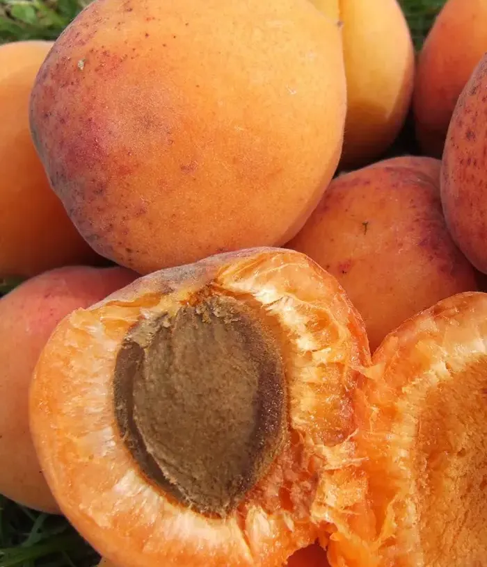Apricot (Prunus armeniaca) VELTA - Tutifruti, s.r.o. (SK)