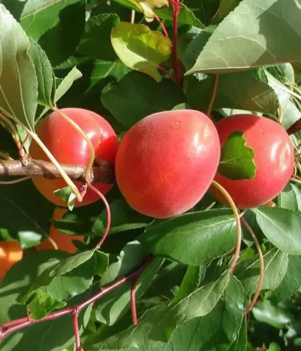 Apricot (Prunus armeniaca) SPRING BLUSH