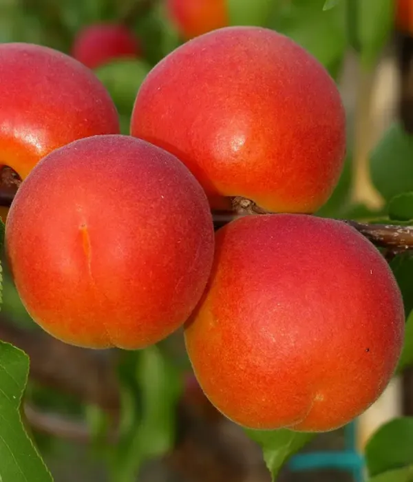 Aprikosenbaum (Prunus armeniaca) TSUNAMI