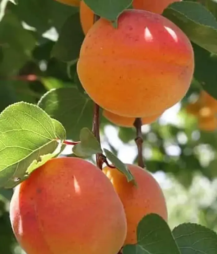 Apricot (Prunus armeniaca) TUDOR - Tutifruti, s.r.o.