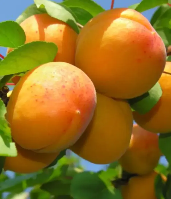 Aprikose (Prunus armeniaca) VALERIA
