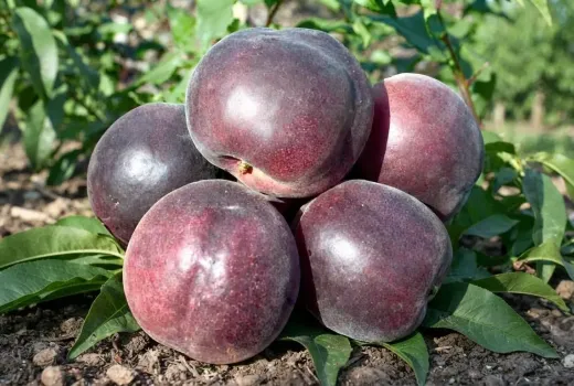 Schwarze Aprikose (Prunus x dasycarpa): Eine seltene Kreuzung und ihre Geheimnisse