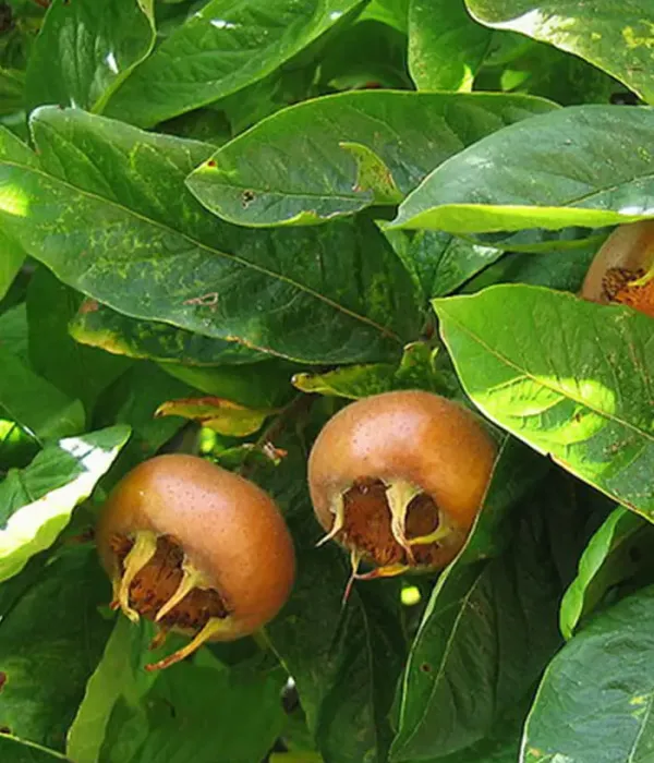 Mišpuľa (Mespilus germanica) DUTCH GIANT (HOLLANDI ÓRIÁS)