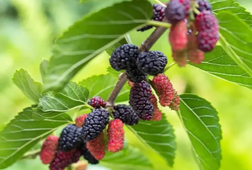 Maulbeere (Teil 2): Ein Leitfaden zu den besten Sorten für den Garten