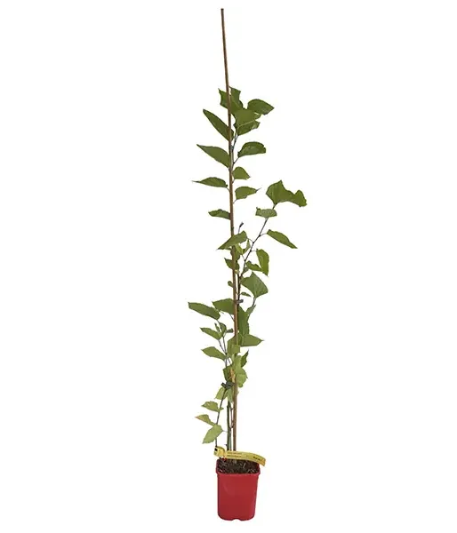 Mulberry (Morus nigra) RED NO 2