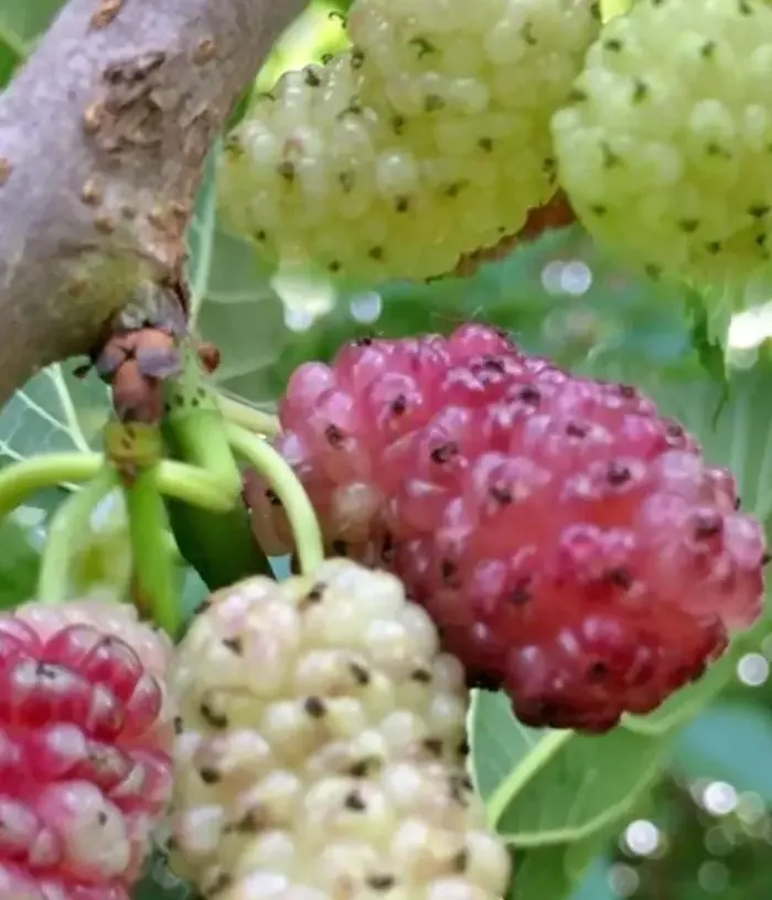 Mulberry (Morus alba) SANGUE E LATTE