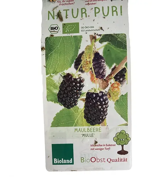 BIO Maulbeere (Morus nigra) MULLE