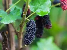 BIO Moruša (Morus nigra) MULLE - Tutifruti SK