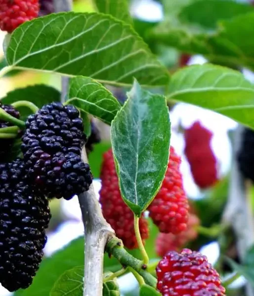 Mulberry (Morus nigra) RED NO 2