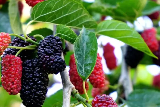 Pakistan-Maulbeeren: weiße, rote und schwarze Sorten mit langen Früchten