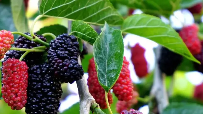 Pakistan-Maulbeeren: weiße, rote und schwarze Sorten mit langen Früchten