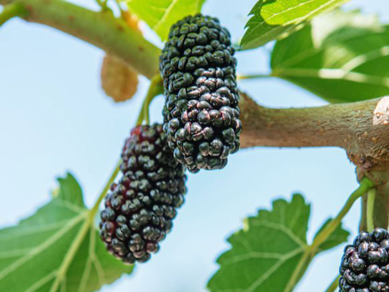  Maulbeere (Morus nigra) SEEDLESS