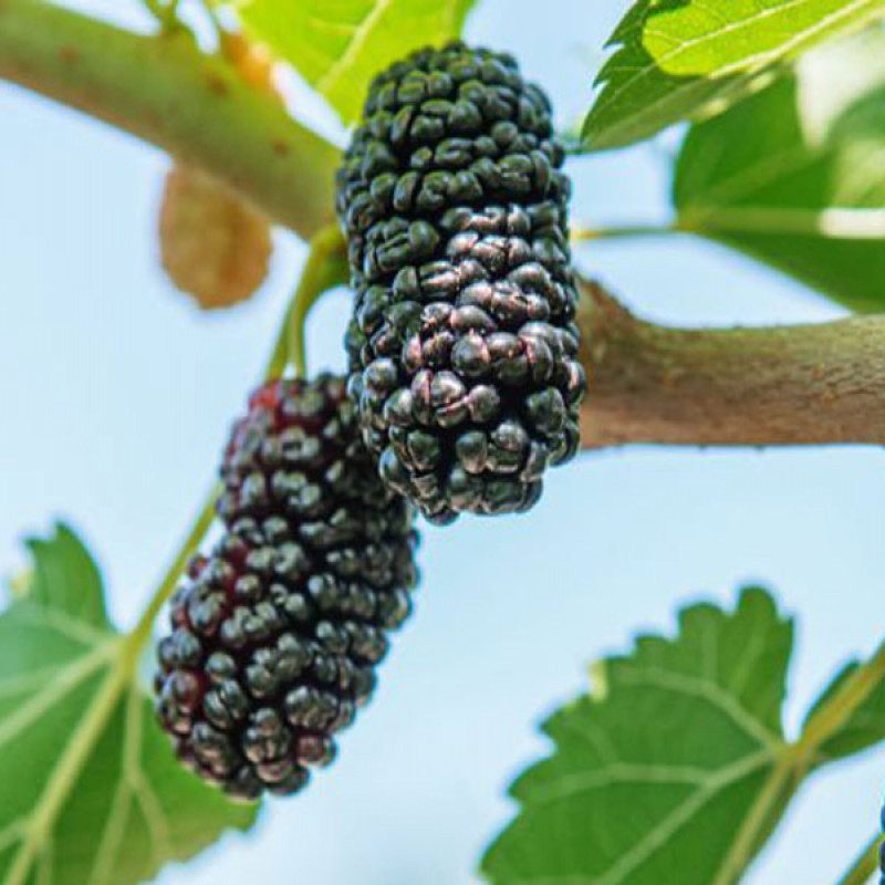  Maulbeere (Morus nigra) SEEDLESS