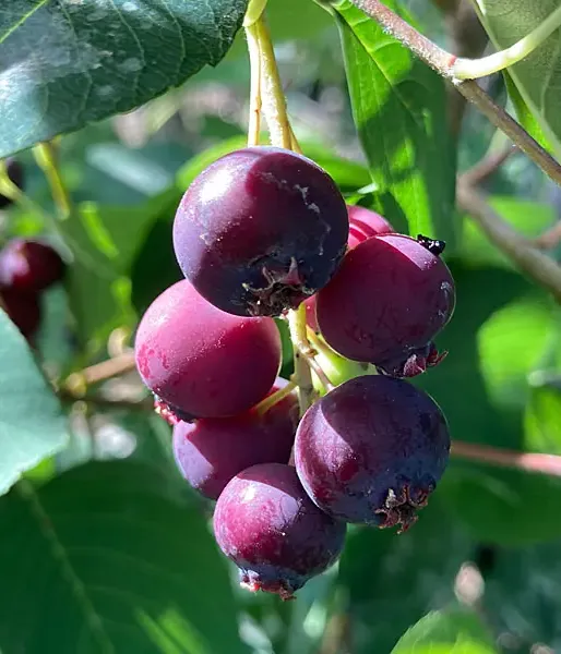 Saskatoon Berry (Amelanchier alnifolia) SLEYT