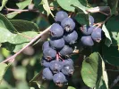 Muchovník jelšolistý (Amelanchier alnifolia) SMOKY - Tutifruti SK