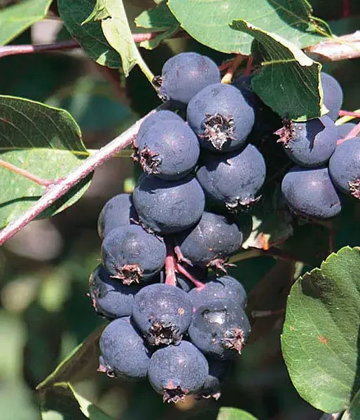 Felsenbirne (Amelanchier alnifolia) SMOKY
