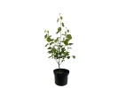 Muchovník jelšolistý (Amelanchier alnifolia) SMOKY - Tutifruti SK