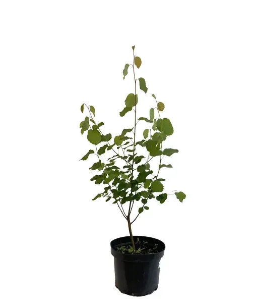 Felsenbirne (Amelanchier alnifolia) SMOKY