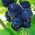 Saskatoon Berry /Amelanchier