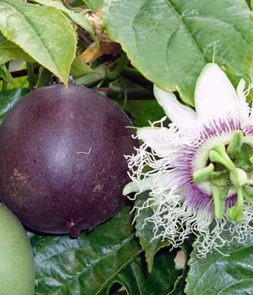 BIO Passion fruit (Passiflora edulis) SUNTROPICS®