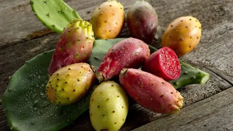 Opuntia (Kaktusfeige): Wirkung, Anbau und warum sie ein Superfood ist