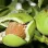 Echte Walnuss: Herkunft, Taxonomie und Ökologie (Juglans regia)