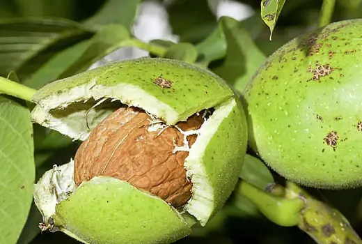 Echte Walnuss: Herkunft, Taxonomie und Ökologie (Juglans regia)