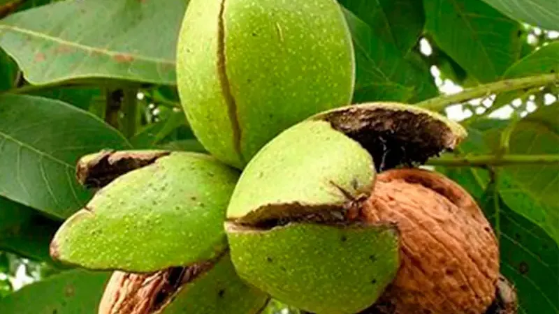 Echte Walnuss: 6 beste Sorten für Ihren Garten