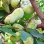 Asimina triloba (Pawpaw): A Guide to Growing the North American Banana | Blog