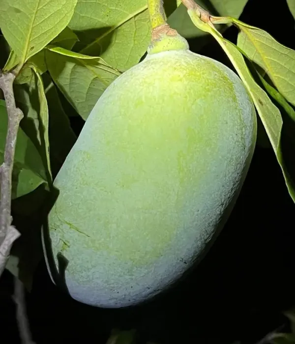 Pawpaw (Asimina triloba) NYOMI'S DELICIOUS