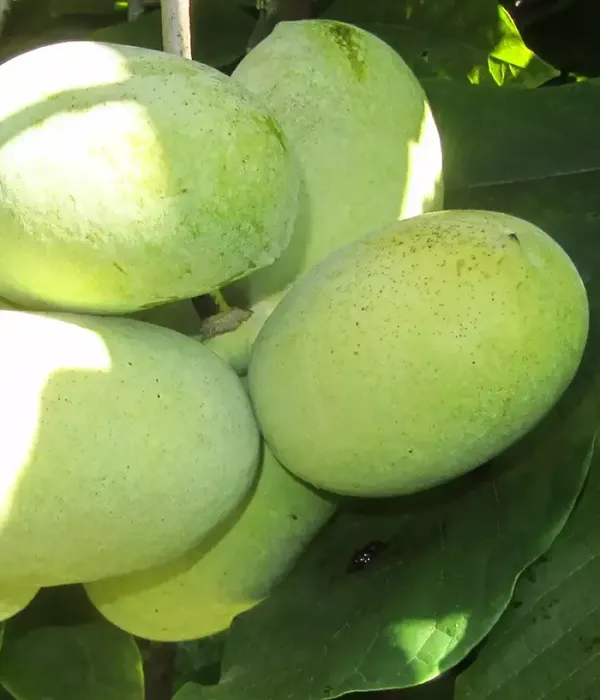 Pawpaw (Asimina triloba) PRIMA 1216
