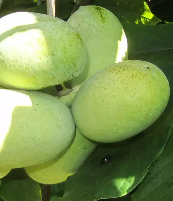 Pawpaw (Asimina triloba) PRIMA 1216