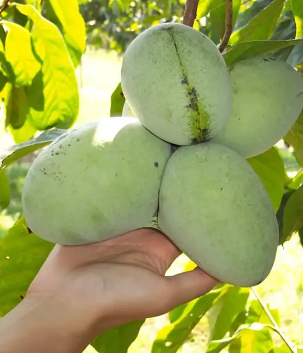 Pawpaw (Asimina triloba) WABASH®