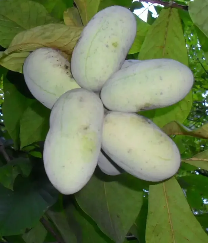 Pawpaw (Asimina triloba) WELLS