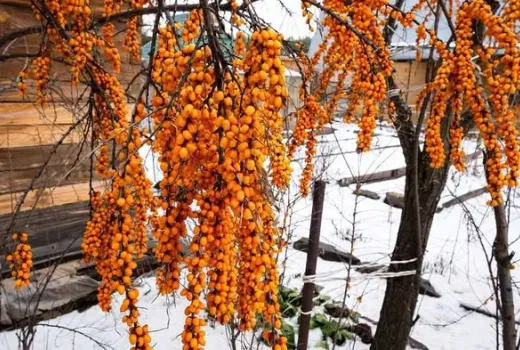 Sanddorn (Hippophae): Wirkung, Verarbeitung & Superfrucht (Teil 2)