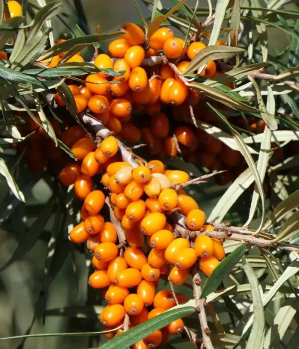 Sea buckthorn (Hippophae rhamnoides) TYTTI
